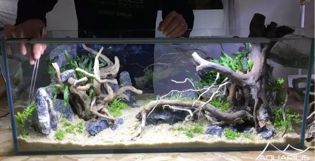 草缸造景教程：这个缸居然能装下一头“犀牛”？