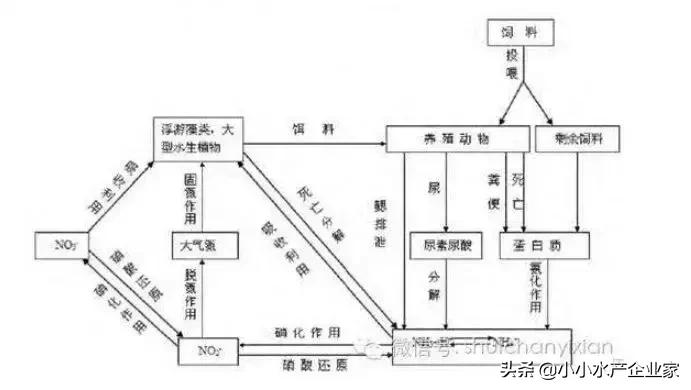 养殖水体亚硝酸盐过高怎么回事,养殖水体亚硝酸盐氨氮严重超标