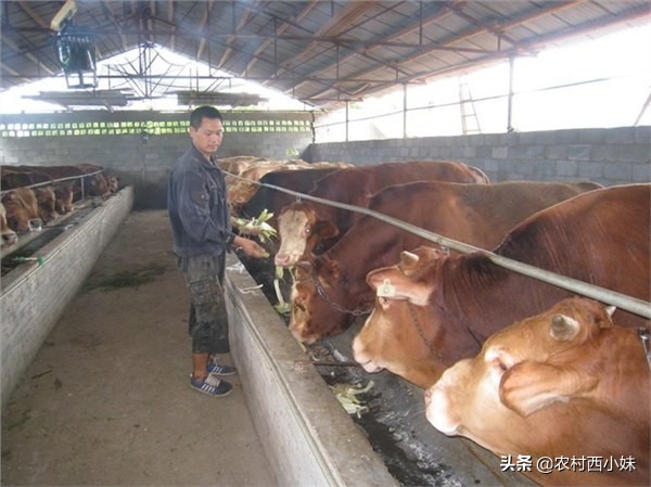 黄牛怎么养才好,黄牛的养殖技术与管理