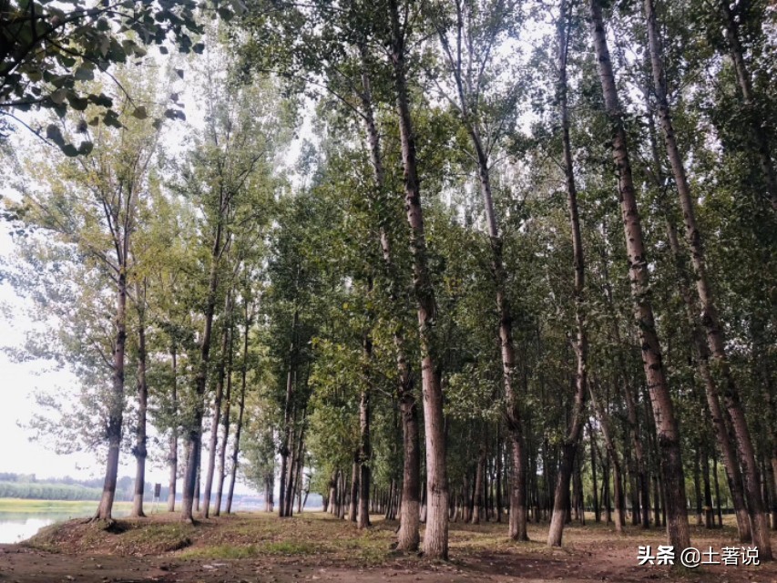 野菜蒲公英图片及识别方法,蒲公英野菜大全配图片和名字