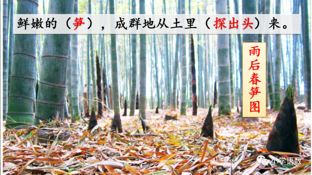 四年级下册乡下人家小练笔350字,四年级语文下册繁星精讲教学视频