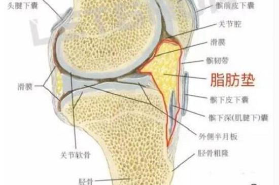膝前疼痛,膝前痛危险因素