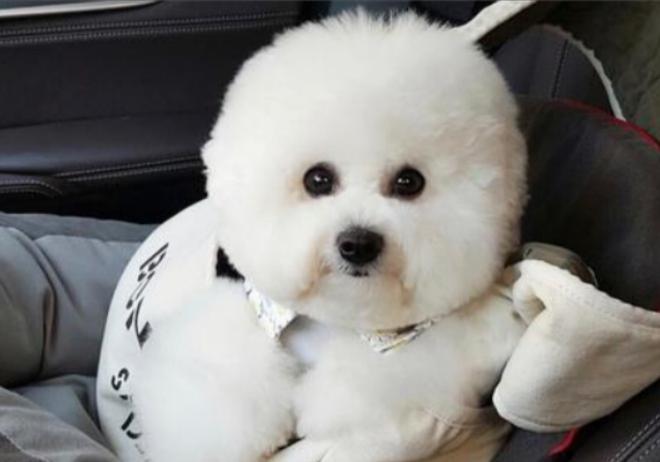 比熊泪痕怎么去除根治,比熊泪痕重怎么去除小妙招