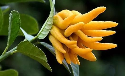 消除“炎症”的十大精油｜看看你缺少哪一款