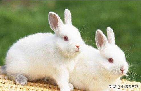兔子如何养殖应该注意什么,兔子养殖技巧及兔子粪便处理