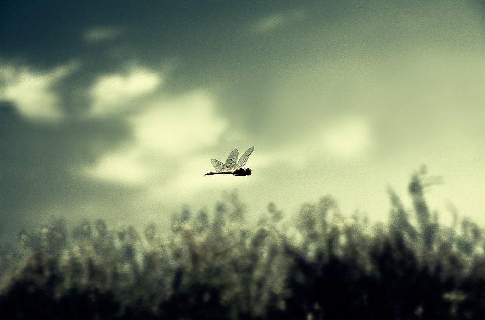 浮生若梦为欢几何经典句子,浮生若梦为欢几何怎样理解这句话