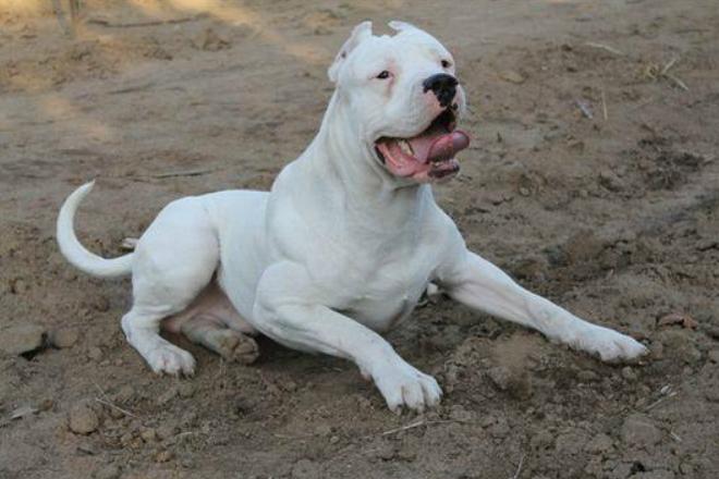 战斗力最强的10种狗排名,十种战斗力最强的狗排名