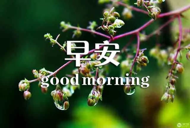 早上好心灵鸡汤正能量语句,早上好的励志句子心灵鸡汤