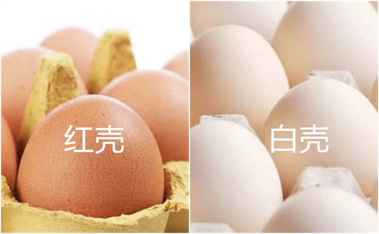 买鸡蛋挑白壳还是红壳,买红壳鸡蛋还是白壳鸡蛋好