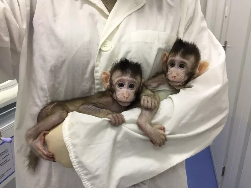 10万一只猴！柬埔寨趁机捞钱，美国叫嚣“被卡脖”，我国早已布局