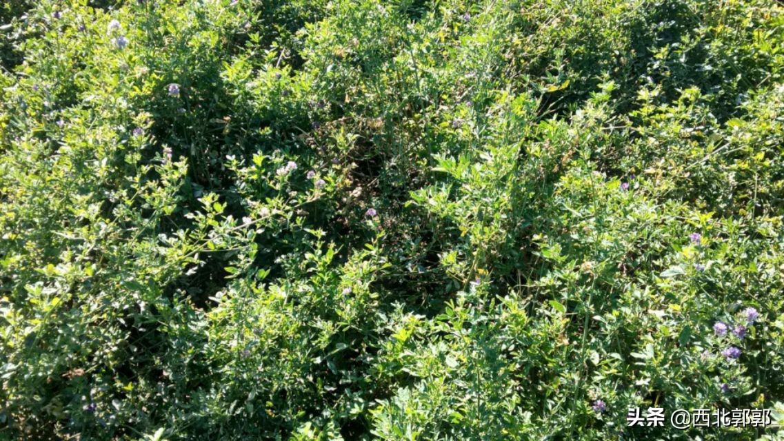 有一种喂羊牧草被称为“牧草之王”，很多人却不知道它的真实名字