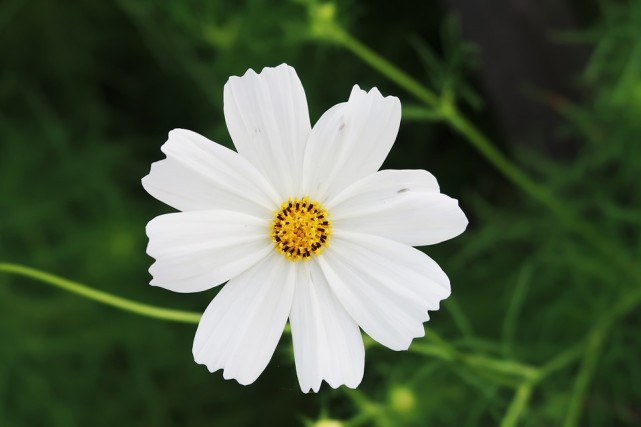 十二星座花心程度排行表金牛,十二星座复合指南白羊金牛