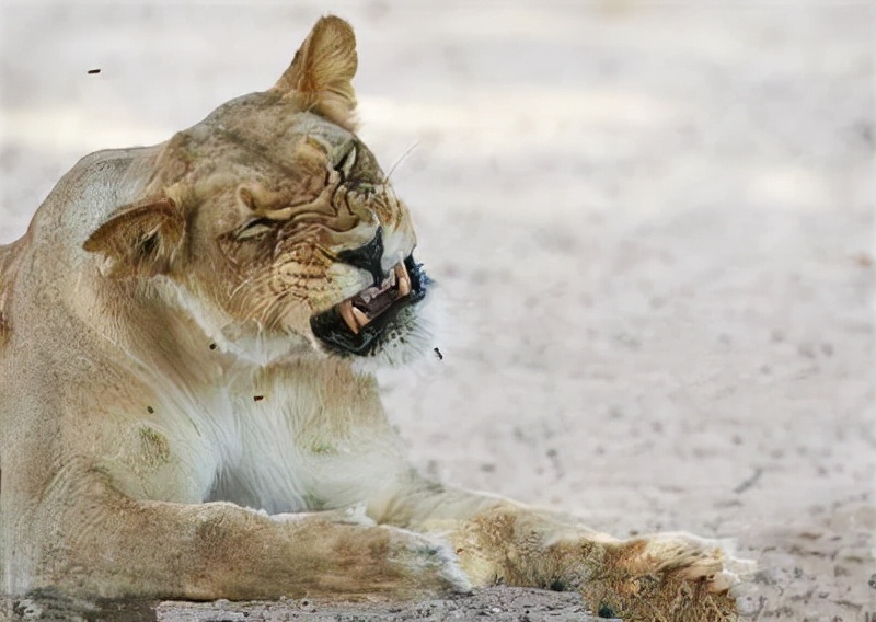安徽一药店闯进黄鼠狼，民警惨遭臭屁攻击，黄鼠狼的屁有害吗？