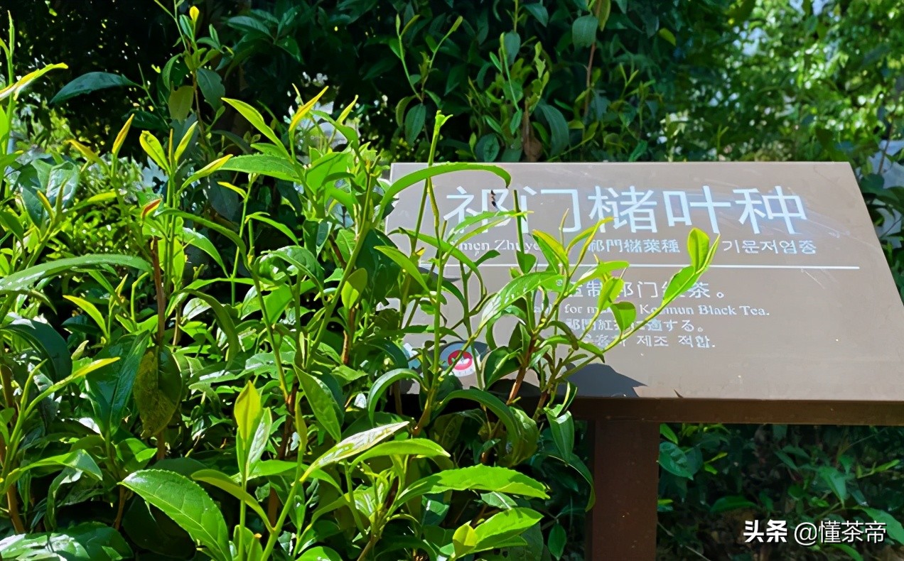 以地为名的红茶品种有哪些,特别香的大叶红茶叫什么