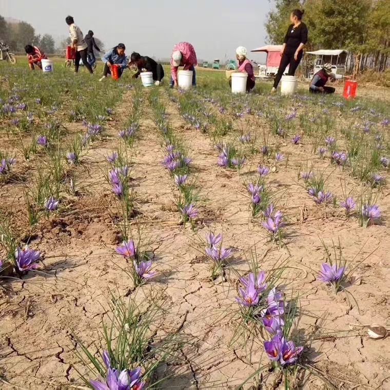 国内藏红花产地在哪里最正宗,藏红花的国内产地哪里最好