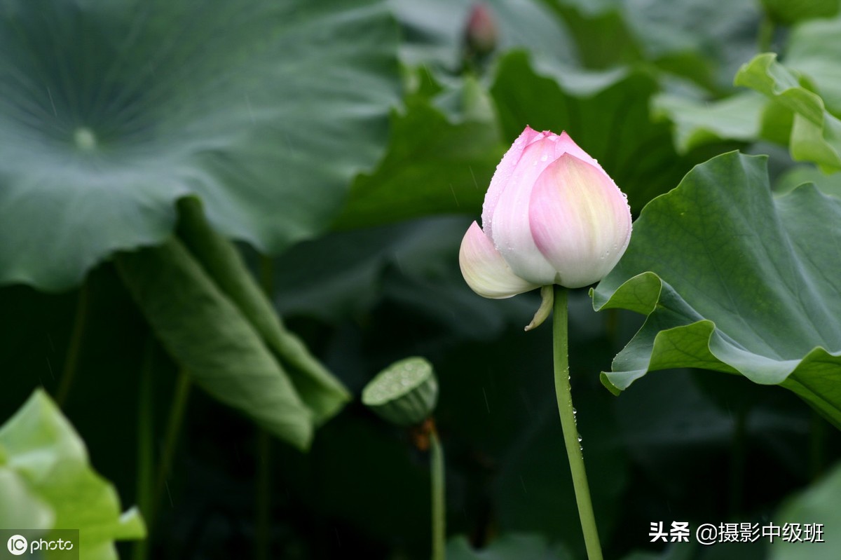 教你拍荷花的4个意境,怎么拍荷花拍照姿势大全