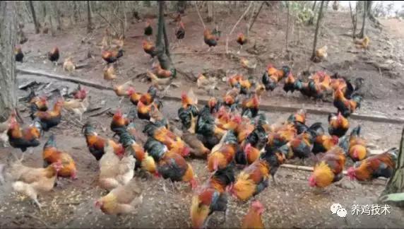 排黄色的粘稠物是什么原因,咳嗽黑便是什么原因