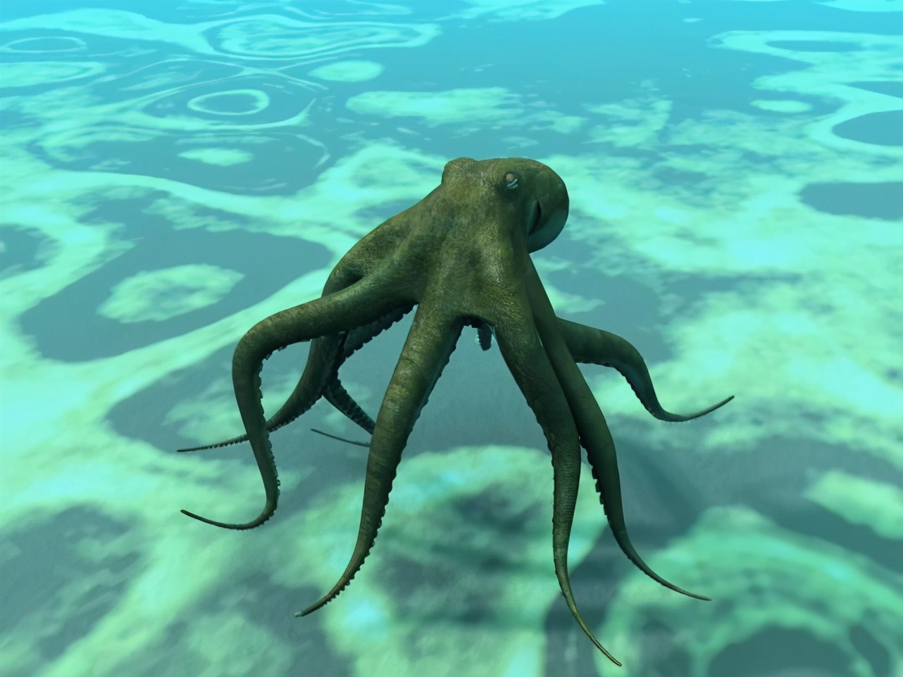 章鱼海底走路视频,章鱼是怎么长成巨型章鱼的全过程