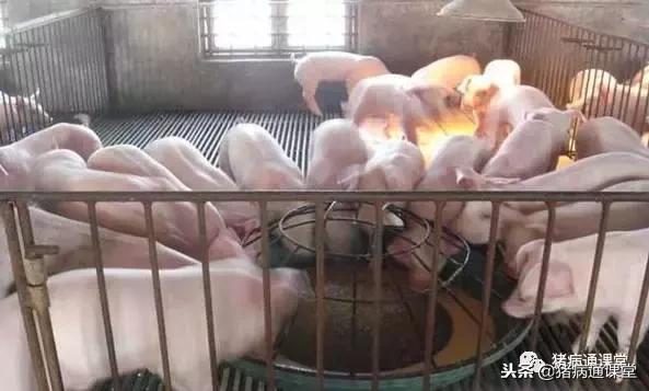 保育仔猪的饲养方法和技巧,保育仔猪的饲养管理
