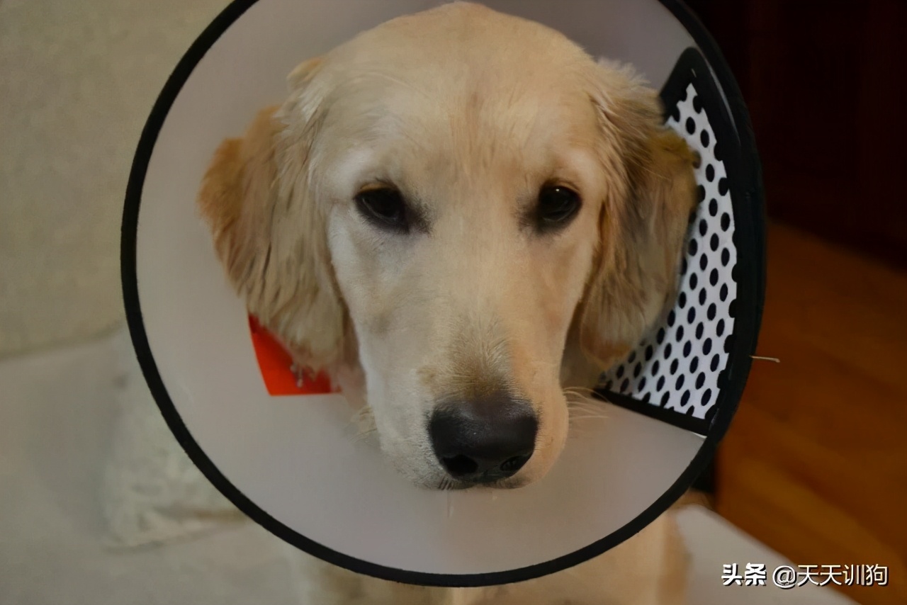 被绝育的狗子,公狗做绝育自闭