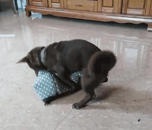 公狗被公狗纠缠怎么办,我家公狗一直叫怎么办