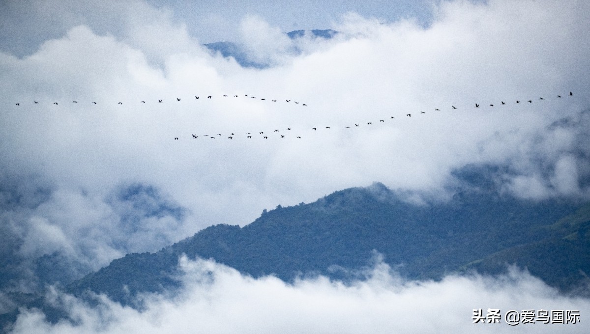 极简鸟类摄影欣赏,2019鸟类摄影作品欣赏