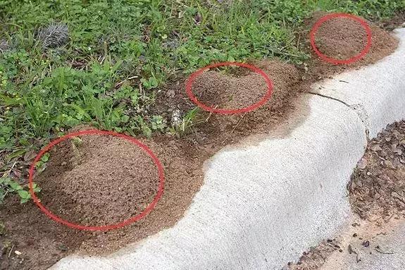 南宁邕江红火蚁,被广西红火蚁咬了怎么办