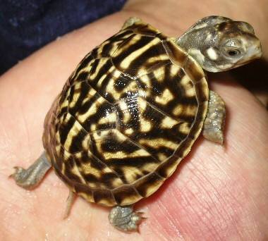 最美的乌龟图片,最美乌龟视频大全