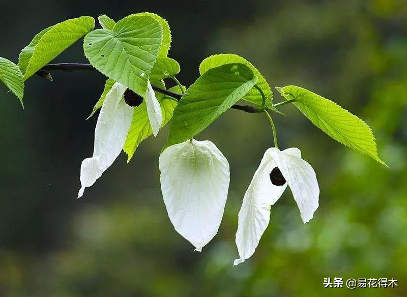 云南省国家一级保护植物图片,国家保护的植物蓝树