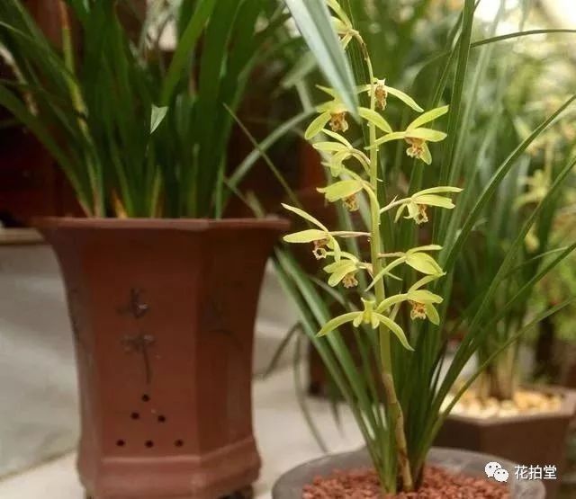 春兰蕙兰建兰墨兰寒兰哪种名贵,春兰蕙兰建兰寒兰墨兰哪种最好养