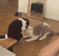 为什么猫咪会攻击人怎么解决,猫咪为啥会猛烈攻击孩子