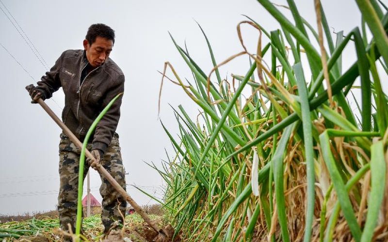 农村老房子房顶有风水讲究吗,农村旧屋建新房有什么讲究