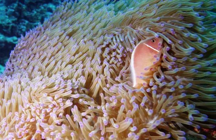 成都可以去的小岛,成都小岛旅游推荐路线攻略