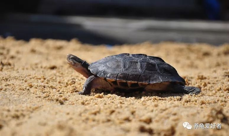 水龟一般多少天能救回来,草龟断尾怎么处理