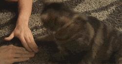 猫猫为什么喜欢躲在暗处扑人,猫猫为什么把爪子藏起来