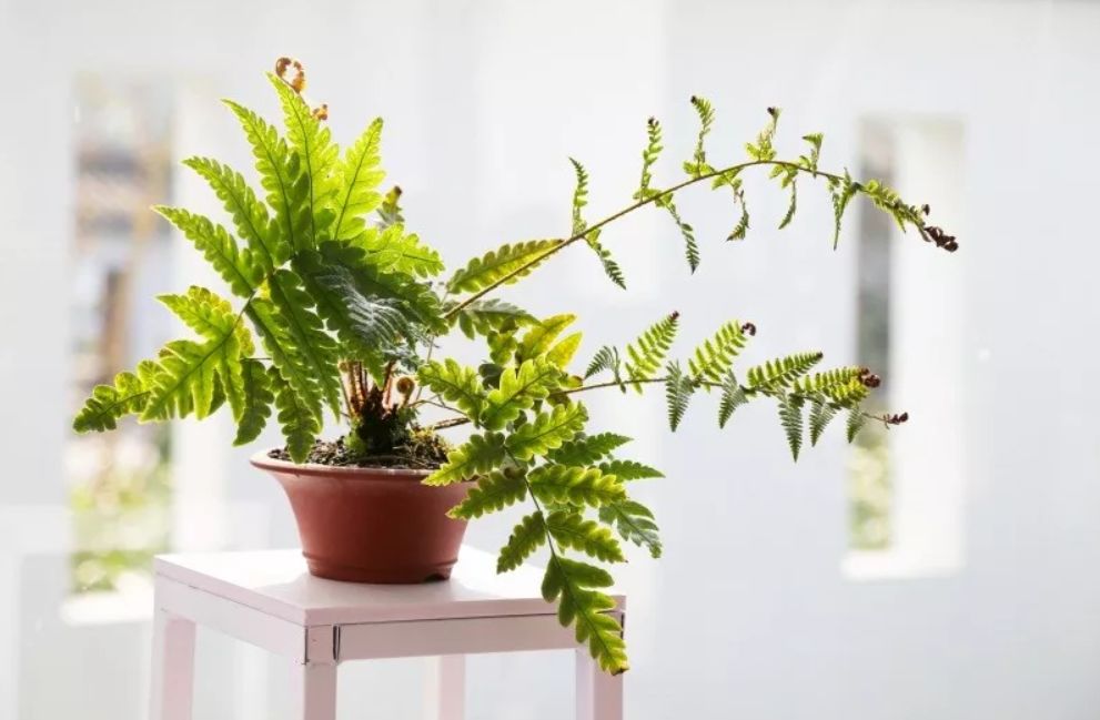 上海盆景博物馆:咫尺天地竟蕴含了整个植物宇宙