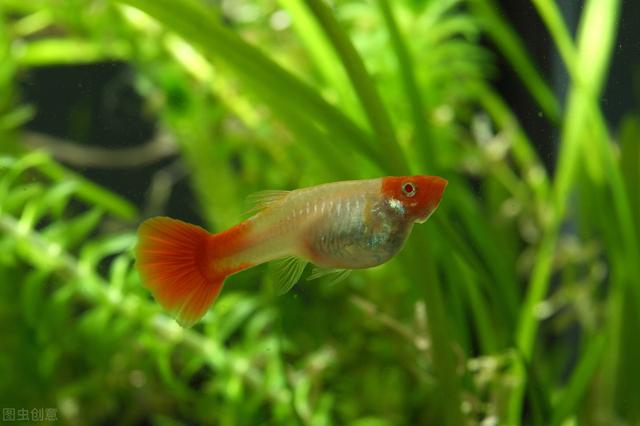 孔雀鱼小鱼单独养多久,孔雀鱼小鱼多久后可以和大鱼混养