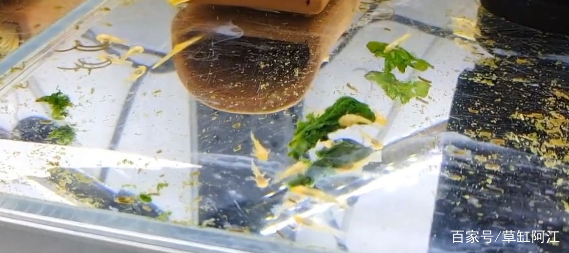 黄金胡子鱼怎么养才能更好的繁殖,黄金胡子鱼怎么养才能养活