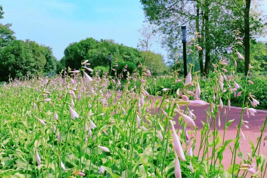 郫都区国庆游玩推荐,11月郫都周边游