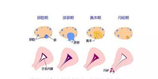 停经后子宫内膜增厚,子宫内膜增厚是癌吗
