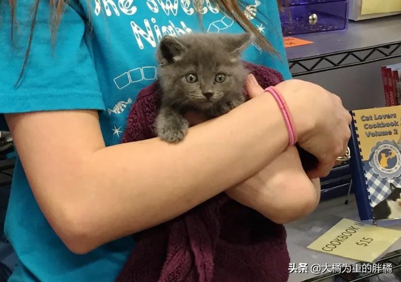 宠物猫后腿残疾怎么办,小猫后腿无力拖着走路