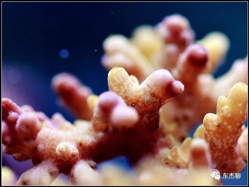 珊瑚鱼缸扁虫怎么处理,珊瑚扁虫怎么繁殖