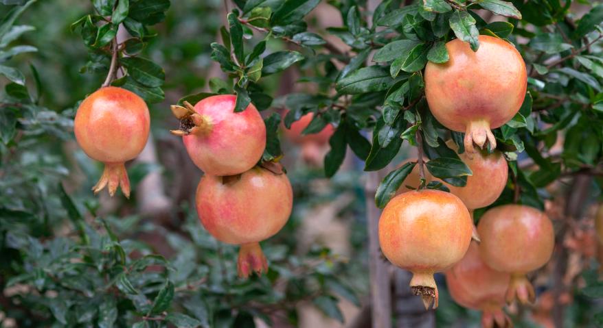 如何防治石榴裂果,石榴裂果防治视频