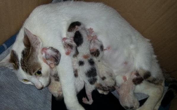 猫咪睁着眼怎么还打鼾,猫咪睁着眼睡觉是什么意思