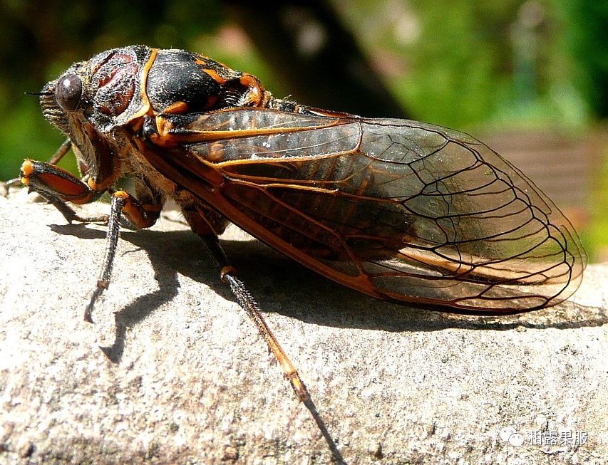 北方常见的昆虫科普知识大全集,南方动植物昆虫实物图鉴