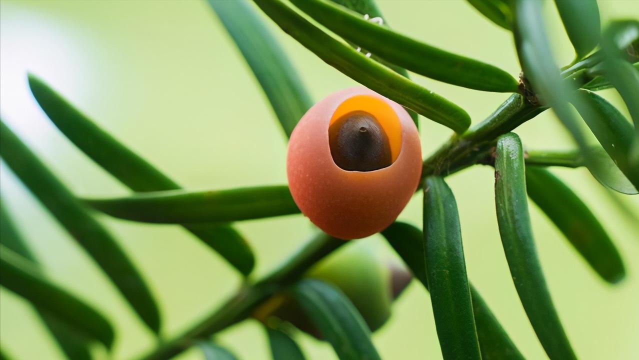 红豆杉叶片耷拉没精神,红豆杉的嫩芽耷拉怎么回事