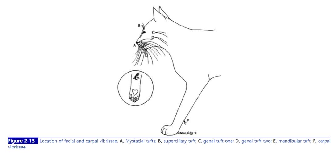 猫咪的天线有什么区别 (猫咪可以自带天线吗)