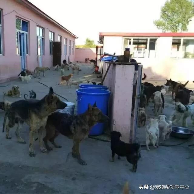 救了一只快要饿死的流浪狗,饥荒一大群猎狗来了怎么办