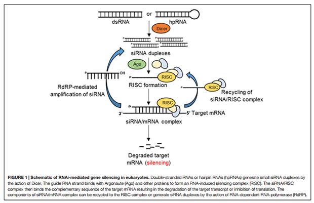 令你深恶痛绝的蚊子，也不过是病毒的傀儡