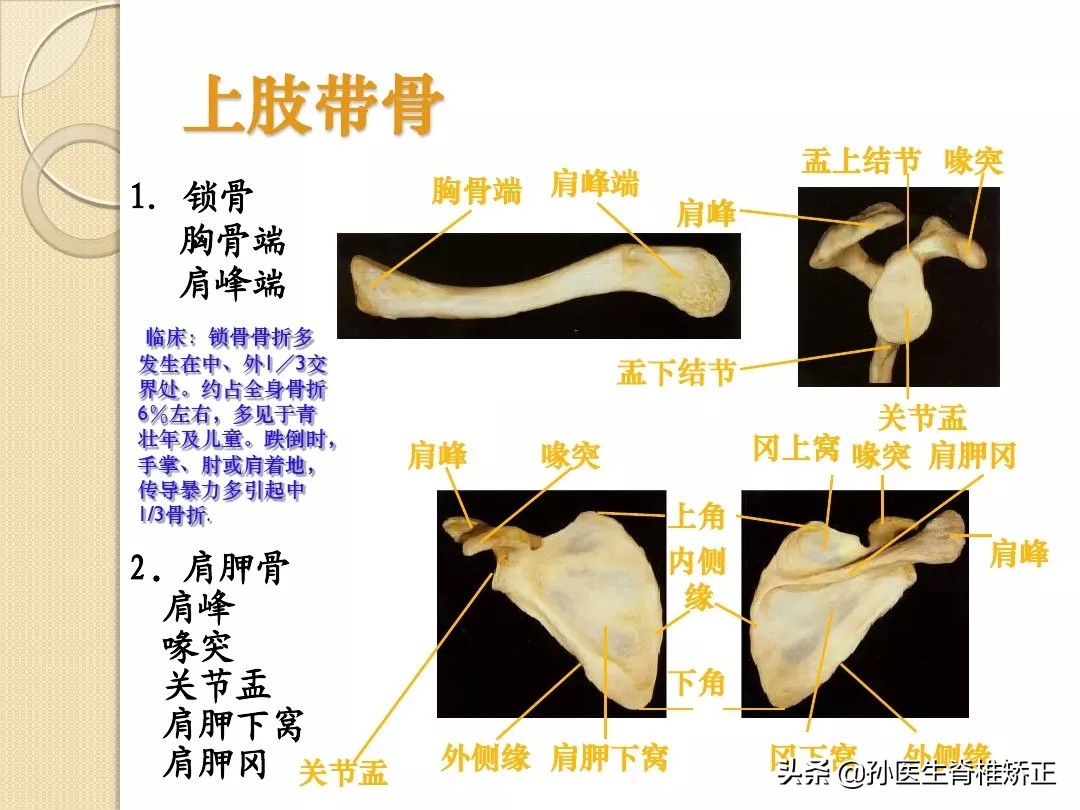 人体解剖学骨骼学思维导图,人体骨骼解剖学纪录片
